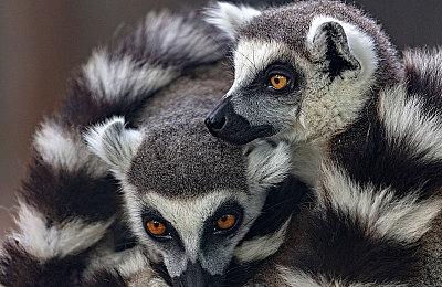 三上真司或与白金工作室和卡普空合作开发重制游戏